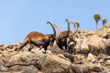 Simien Dağları Etiyopya 'da nadir görülen Walia dağ keçisi