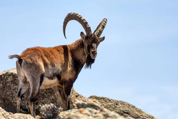 埃塞俄比亚Simien山区罕见的Walia ibex — 图库照片