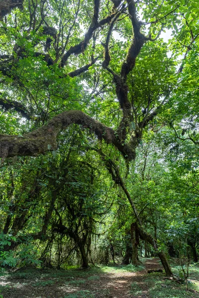 Foresta di Harenna a Bale Mountains, Etiopia — Foto Stock