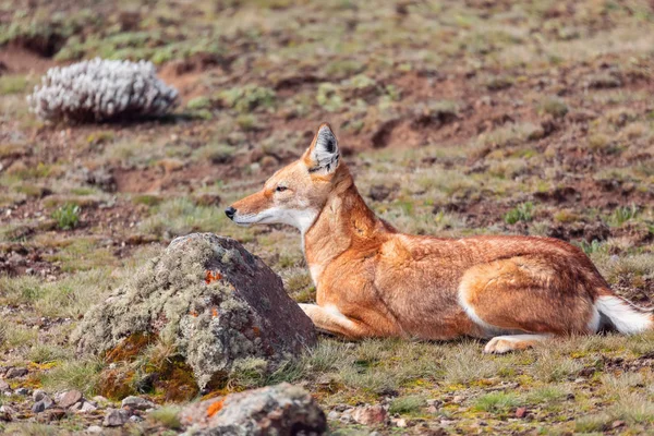 Эфиопский волк, Canis simensis, Эфиопия — стоковое фото