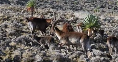 Simien Dağları Etiyopya 'da nadir görülen Walia dağ keçisi