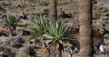 Simien Dağları Etiyopya 'da nadir görülen Walia dağ keçisi