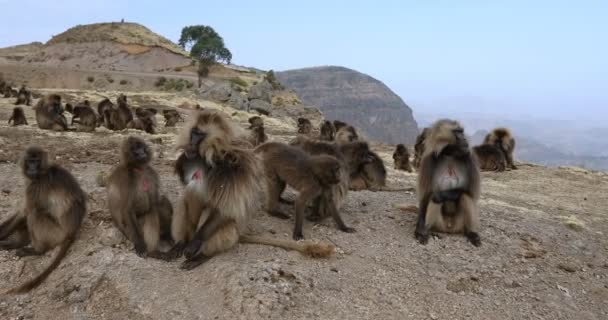 Babuino endémico de Gelada en la montaña de Simien, Etiopía — Vídeo de stock