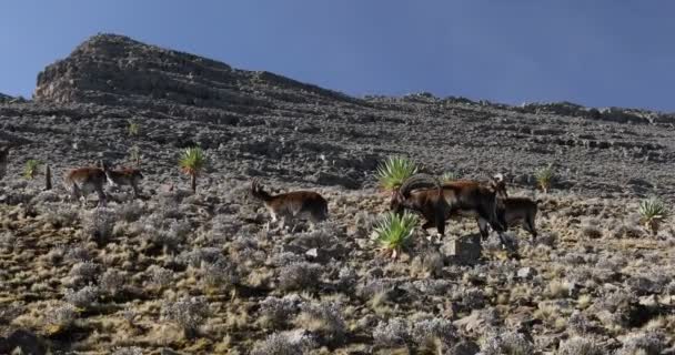 Simien Dağları Etiyopya 'da nadir görülen Walia dağ keçisi — Stok video