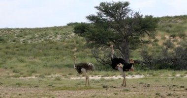 Yeşil Kalahari 'de devekuşu, Afrika yaban hayatı safarisi