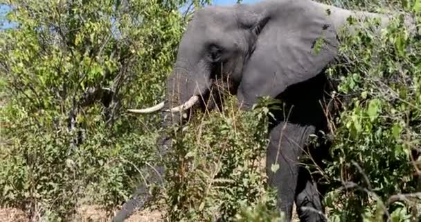 Elefante africano en Chobe, Botswana safari fauna — Vídeos de Stock