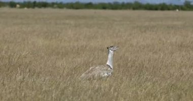 Kori damla Afrika Bush, Afrika, Namibya