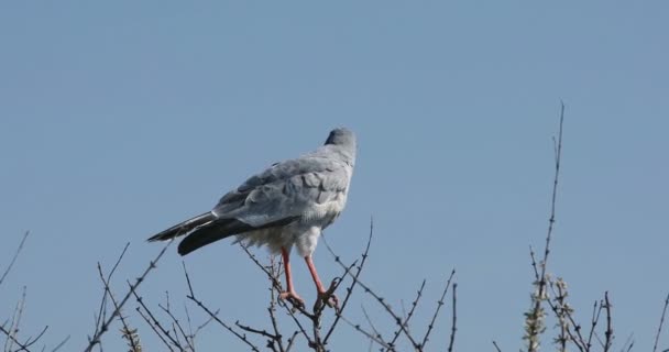 Pale ilahi çakır kuşu Etosha, Namibya Afrika — Stok video