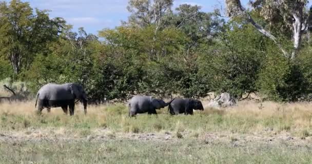 Bebês de elefantes africanos selvagens em Botsuana, África — Vídeo de Stock