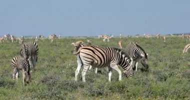 Afrika Bush, Afrika yaban hayatı Zebra