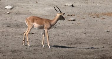 Impala antilobu erkeği, Namibya vahşi yaşamı
