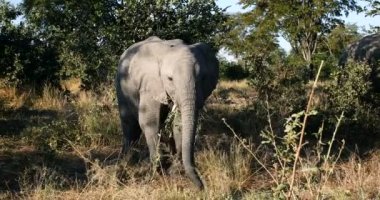 Botsvana 'da vahşi Afrika fil bebeği, Afrika