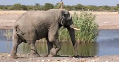 muhteşem Afrika fil su deliği geliyor
