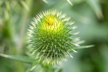 çiçek misk devedikeni, Carduus nutans