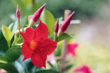 Çiçekli kırmızı Mandevilla gül Dipladenia