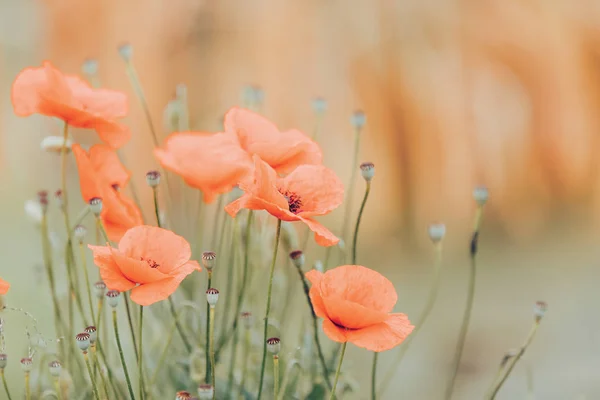 Blooming red poppy flower in summer — Stock Photo, Image