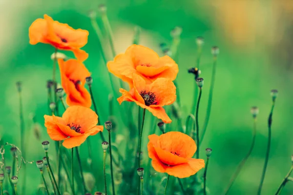 Blühender roter Mohn im Sommer — Stockfoto