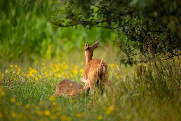 Семейство оленей вымерло в чешской дикой природе — стоковое фото