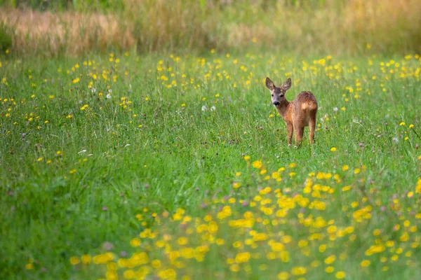 Cervos de fileira bebê pastam no prado, vida selvagem tcheca — Fotografia de Stock