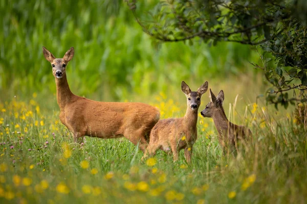 I cervi di fila pascolano sul prato, la fauna selvatica ceca — Foto Stock