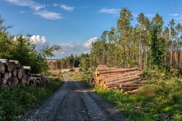 Grumes empilées de bois récolté en forêt — Photo