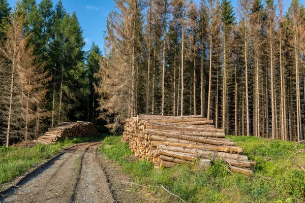 Grumes empilées de bois récolté en forêt — Photo