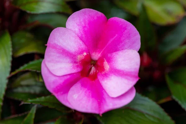 粉红色的新几内亚在盆中开花 — 图库照片