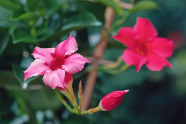 Flowering red Mandevilla rose Dipladenia — Stock Photo, Image