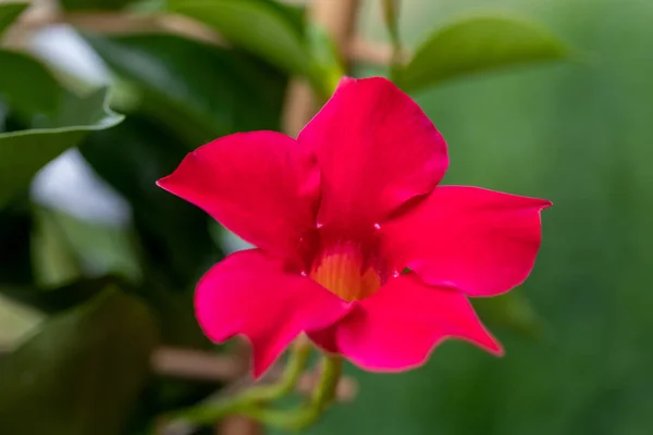 Blühende rote Mandevilla rose dipladenia — Stockfoto