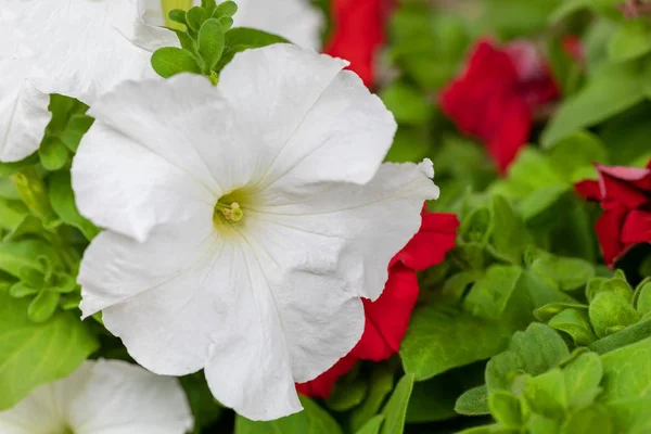 Vit Petunia Surfinia ven — Stockfoto