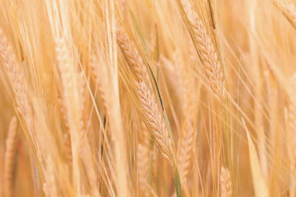 Weizenfelder warten auf die Ernte — Stockfoto