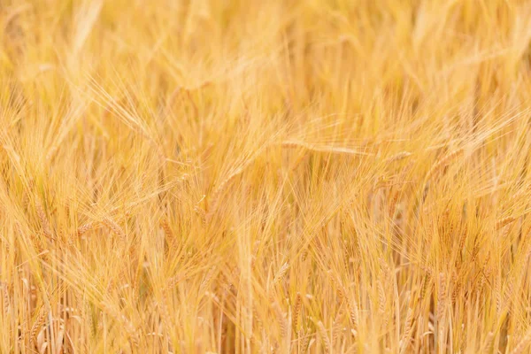 Tarwe velden wachten om te oogsten — Stockfoto