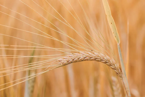 Campos de trigo à espera da colheita — Fotografia de Stock