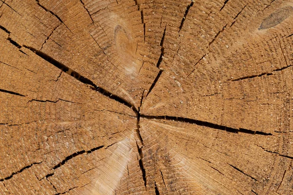 Fichtenholz Baumringe Textur — Stockfoto