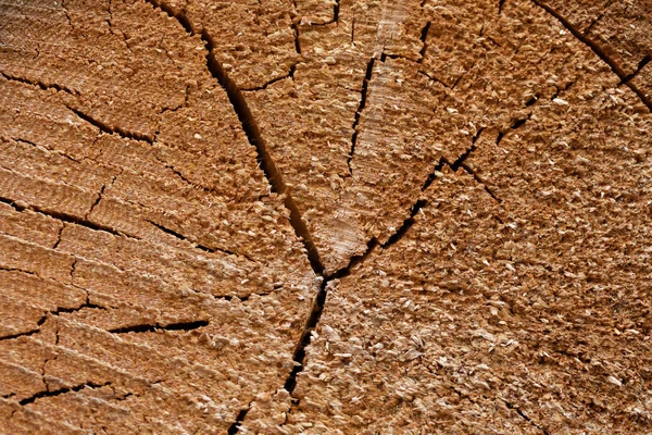 Árvore de madeira de abeto-anéis textura — Fotografia de Stock