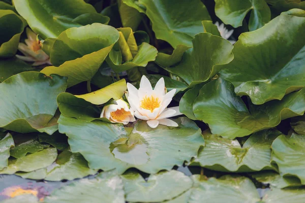 Flores de loto o lirio de agua — Foto de Stock