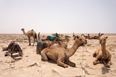 Danakil depresyonunda deve kervanı ve Afar madencilik tuzu, Etiyopya
