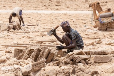 Danakil depresyonunda deve kervanı ve Afar madencilik tuzu, Etiyopya