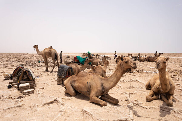 camel caravan and Afar mining salt in Danakil depression, Ethiopia