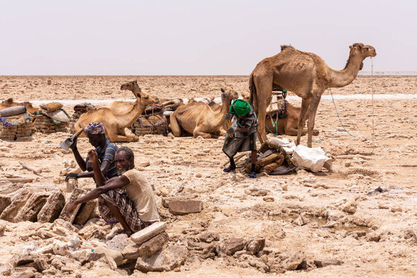 camel caravan and Afar mining salt in Danakil depression, Ethiopia