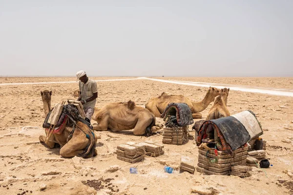 Καραβάνι καμήλα και Afar μεταλλευτικό αλάτι σε Danakil κατάθλιψη, Αιθιοπία — Φωτογραφία Αρχείου
