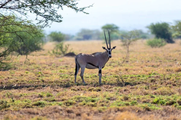 Oost-Afrikaanse Oryx, Awash Ethiopië — Stockfoto