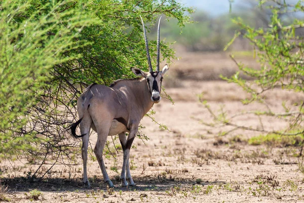 Wschodnia Afryka Oryx, Awash Ethiopia — Zdjęcie stockowe