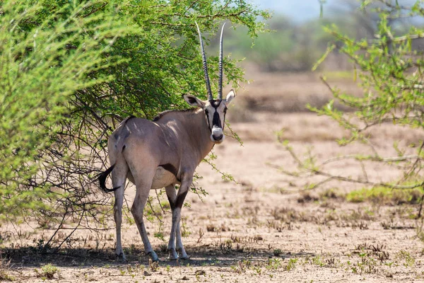 Orix da África Oriental, Awash Etiópia — Fotografia de Stock