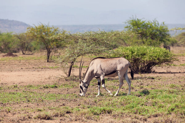East African oryx, Oryx beisa or Beisa, in the Awash National Park in Ethiopia.