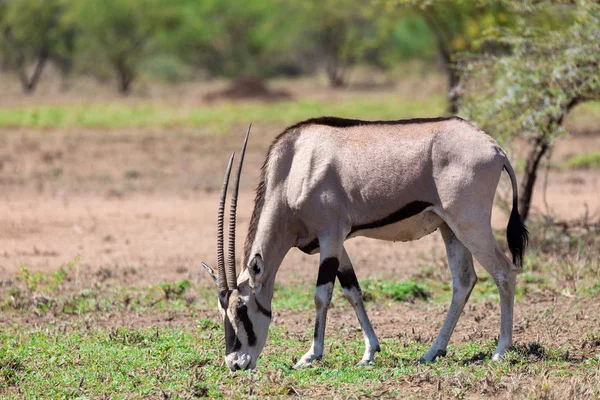 East African oryx, Awash Ethiopia — Stock Photo, Image