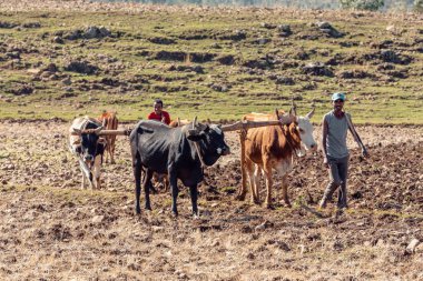 Etiyopyalı çiftçi ile tarlaları saban
