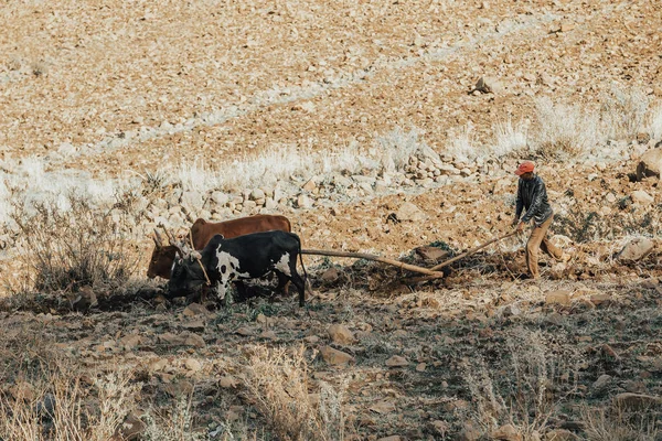 Agricultor etíope arado campos com vacas — Fotografia de Stock
