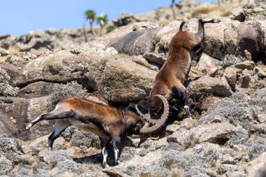 Simien Dağları Etiyopya 'da nadir görülen Walia dağ keçisi