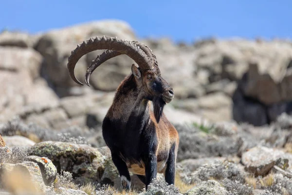 Σπάνια Walia ibex στα βουνά Simien Αιθιοπία — Φωτογραφία Αρχείου